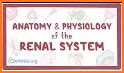 My Urinary System related image