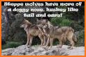 Steppe Wolf related image