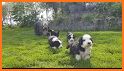 Bearded Collie related image