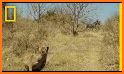 Wild Animal Hunting 2020 Free related image