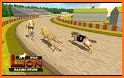 World Dog Racing Tournament 2018: Crazy Dog Race related image