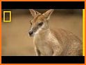 Kangaroo related image