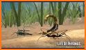 Life of Phrynus - Whip Spider related image