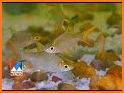 Fish World video of ornamental fish related image