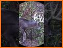 Wild Deer Hunt: Animal Hunting related image