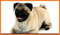 Pug Dog related image