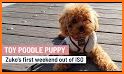 Cute Wallpaper Toy Poodle Puppy Theme related image