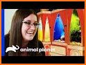 The fabulous Animal Playground related image