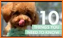 Cute Wallpaper Toy Poodle Puppy Theme related image