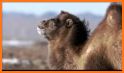 Bactrian Camel related image