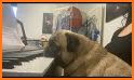 Cute Tongue Pug Keyboard Background related image