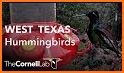 Hummingbird Tracker related image