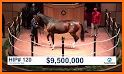 Horse Auctions USA related image