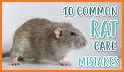 How to Take Care of a Pet Rat related image