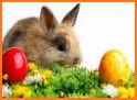 Easter Bunny Wallpapers related image