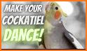 Singing to tame your cockatiel related image