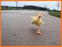 Duck Run Run related image