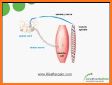 Muscle Trigger Point Anatomy related image