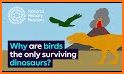 Surviving Bird related image