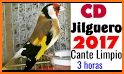 Tonos de Jilguero - cantos related image