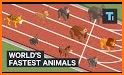 Animals Run related image