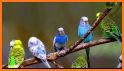 Birds Sounds & Ringtones related image