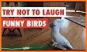 Derpy Bird related image