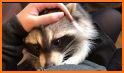 Roons: Matching Raccoons related image