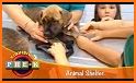 Virtual Animal Shelter Buddies related image