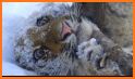 Puzzle Kuzya big Cat related image