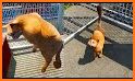 Animal Shelter Simulator Game related image