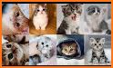 😻 Kitten & Cute Cat Wallpaper HD 😻 related image