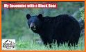 Black Bear Safe related image