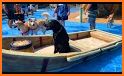 Pet Pool Ride - Animal Water Park Racing related image