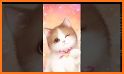 Cute Cat Live Wallpaper Themes related image