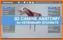 Dog Anatomy: Canine 3D related image