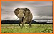 3D Elephant & animal Live Wallpaper for Free related image