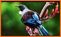 Birds Of Aotearoa related image