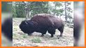 Bison Safe related image