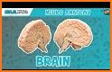 Brain Brain related image