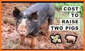 Two Pigs related image