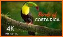 Birds of Costa Rica related image