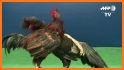 Chicken Fight related image