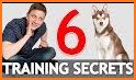 DogTraining related image