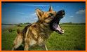 Barking Dog Sounds related image