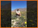 Anza-Borrego Wildflowers related image