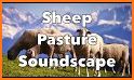 Sheep Sounds related image