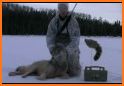 Coyote hunting calls Pro: coyote, fox, wolf sounds related image