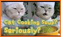 CATS & SOUP related image