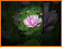 Pink Lotus Launcher Theme related image